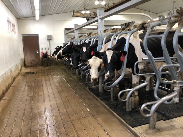 Dairy-cows-milking-8-2018.jpg