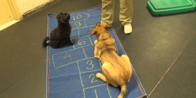 Dogs in dog training program playing